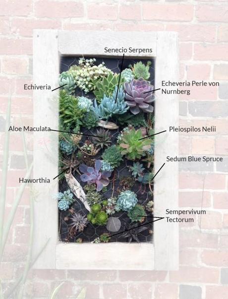 a drawing showing the plants used in the sedum planter