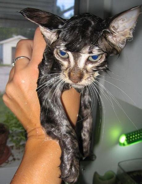 Top 10 Images of Angry Wet Cats