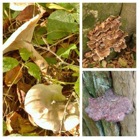 Fungi found in the woodland on the Angmering Estate West Sussex