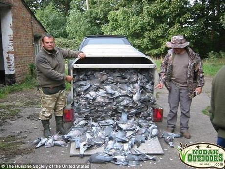 Pigeon Shoot Bill Got Buried by Frightened PA Legislators