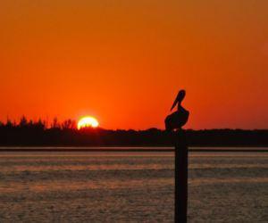 A pelican perch along the coast in Englewood, Florida.