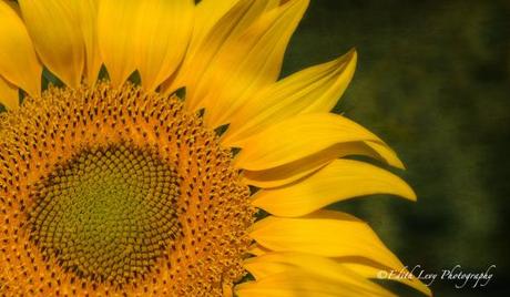 Sunflower, nature, flower, flower photography, yellow