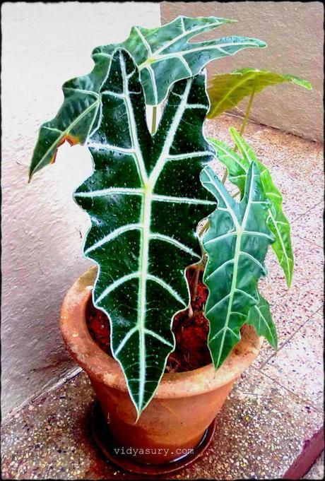 vidya sury change leaf
