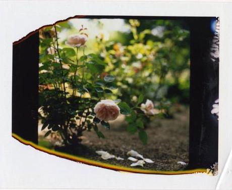 anna-williams-polaroid-roses