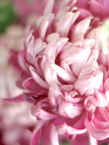 Chrysanthemum-Allouise-Pink