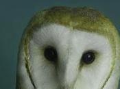 Free Planet Companion Research Notes Miss Asalah Faghori Custodian Manifesto