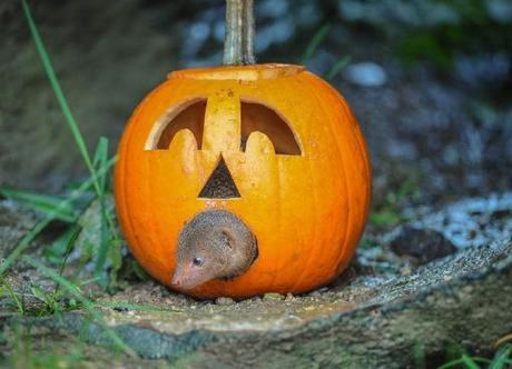 Dwarf mongoose Inside a Pumpkin