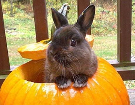 Top 10 Animals in Pumpkins