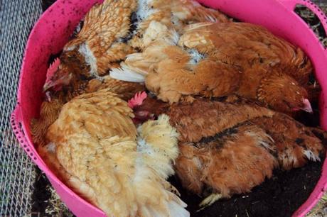 chickens dust bathing 
