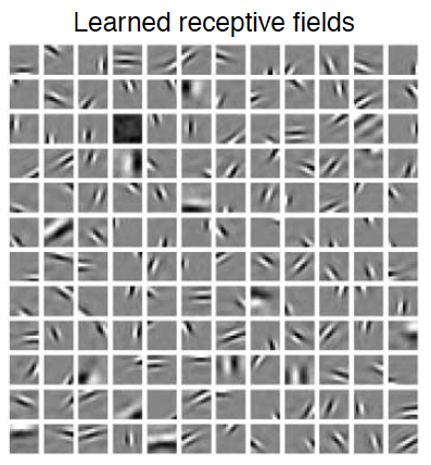 Learned receptive fields to maximize sparseness of natural scenes (Olshausen and Field, 2004, Current Opinion in Neurobiology)