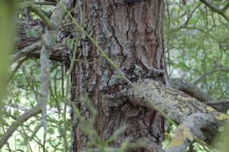 Pyrus betulaefolia Bark (28/09/2014, Kew Gardens, London)
