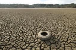 U.S. mulls adding turtles to endangered species list