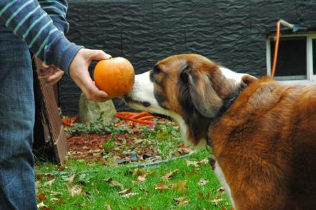 Photos: Autumn loving dogs at the pumpkin patch