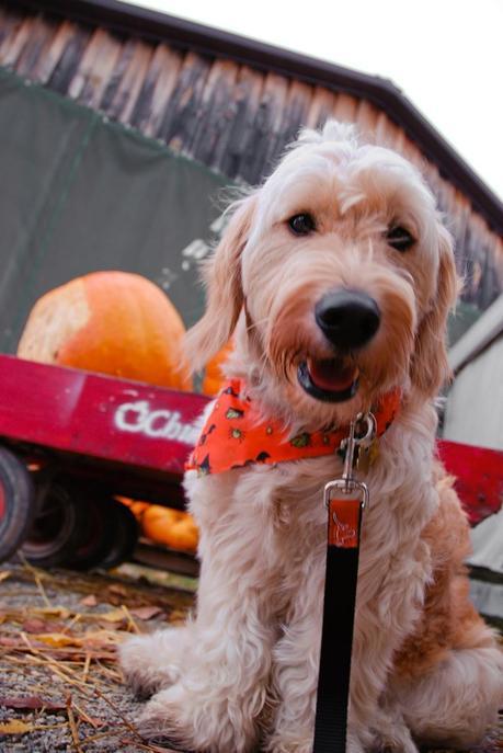 Photos: Autumn loving dogs at the pumpkin patch