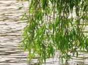 White Willow Bark Uses