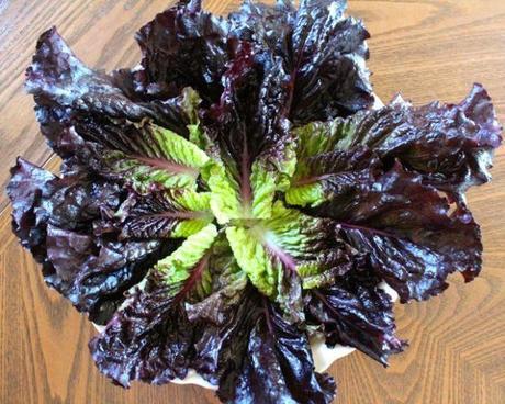 Open-Head-Burgundy-Romaine