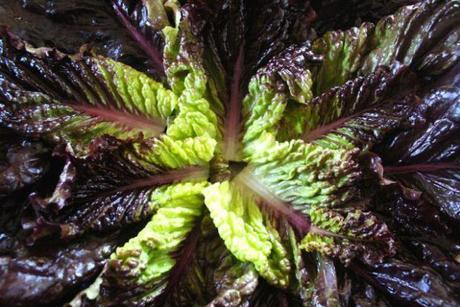 lettuce-leaves-2