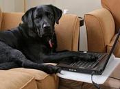 Ways Work from Home More Effectively