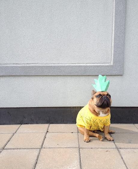 toby the french bulldog in his Halloween pineapple costume