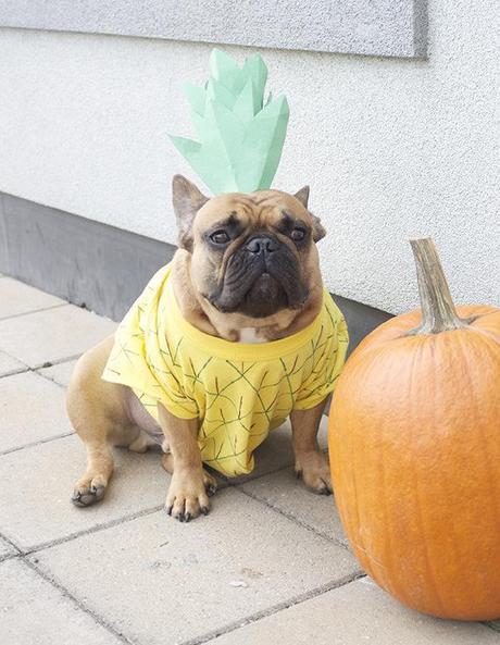 toby the french bulldog in his Halloween pineapple costume