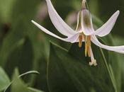 White Trout Lily Erythronium Albidum
