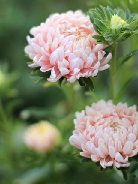 Aster-Chrysanthemum-Flowered-Apricot