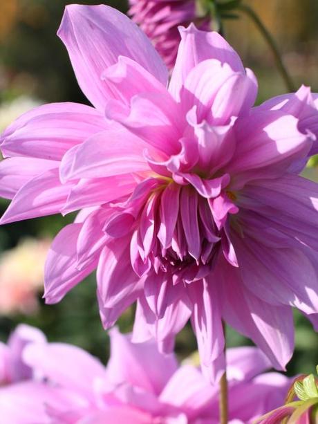 Dahlia-Lilac-Time