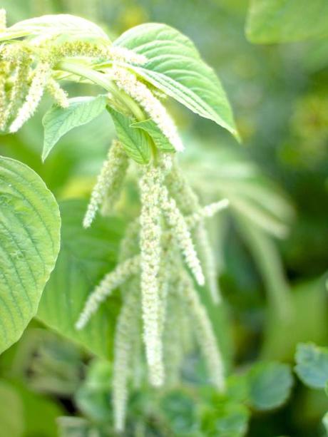 Amaranthus-Viridis