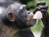 Primate Cognition .... Will Tommy Chimp Recognised Person