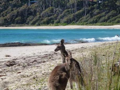 Wallabies on a beach in Australia