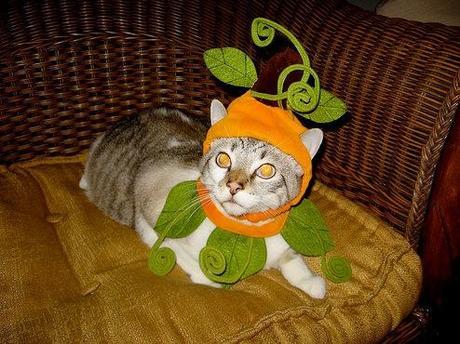 Top 10 Funniest Cats Dressed as Pumpkins