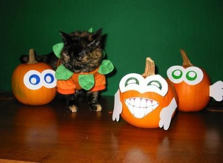 Top 10 Funniest Cats Dressed as Pumpkins