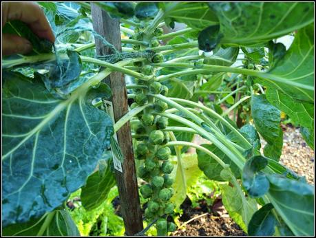 Harvesting Brussels Sprouts