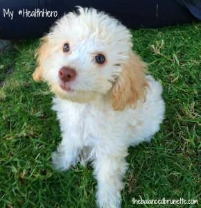 Archie Health Hero Dog Puppy