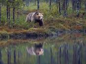 Visit Wild Photographer Year Exhibition Natural History Museum