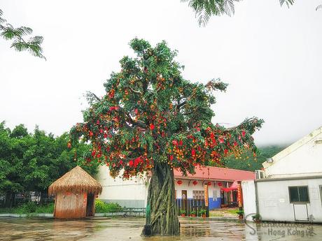 Lam Tsuen Wishing Tree 林村許願樹
