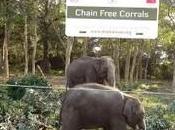 Chain-Free Elephant Volunteer Program 2015