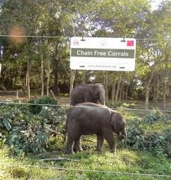 Chain-Free Elephant Volunteer Program 2015