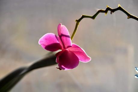 You Know It's Getting to be Cold When the Orchids Show up