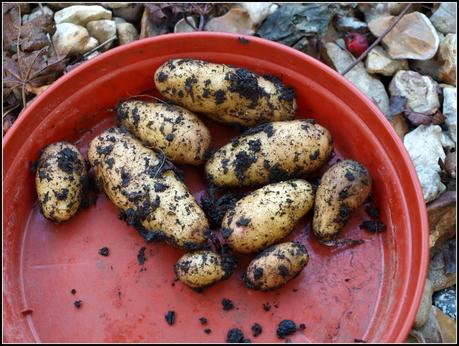 Harvest Monday - 3rd November 2014