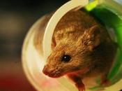 Found Part Mouse Brain That Motivates Exercise