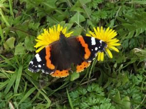 Red Admiral (Vanessa atalanta), one of our migratory butterfly species (photo: Amanda Scott)