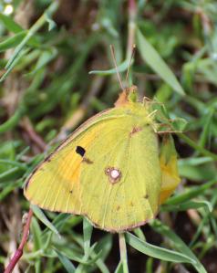 Buttercup-coloured Clouded Yellows (Colias croceus) are a beautiful sight through summer and into milder autumns (photo: Amanda Scott)