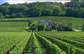 The vineyards of Bordeaux stretch endlessly throughout this prestigious wine region.