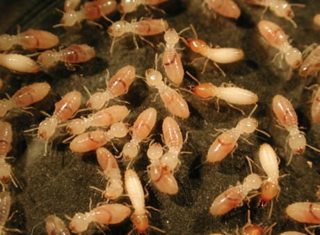 WIN with Rentokil - Termite Protection