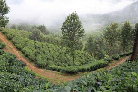 Taken in July of 2014 in Munnar