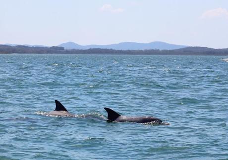 Shoal Bay Nelson Bay Holiday Boat Charter Dolphin Spotting