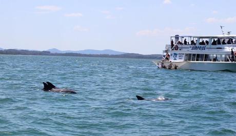 Shoal Bay Nelson Bay Holiday Boat Charter Dolphin Spotting