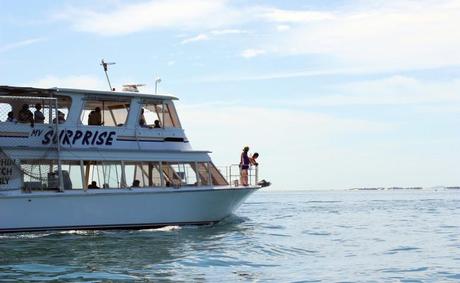 Shoal Bay Nelson Bay Holiday Boat Charter Dolphin Spotting