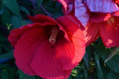  red flower